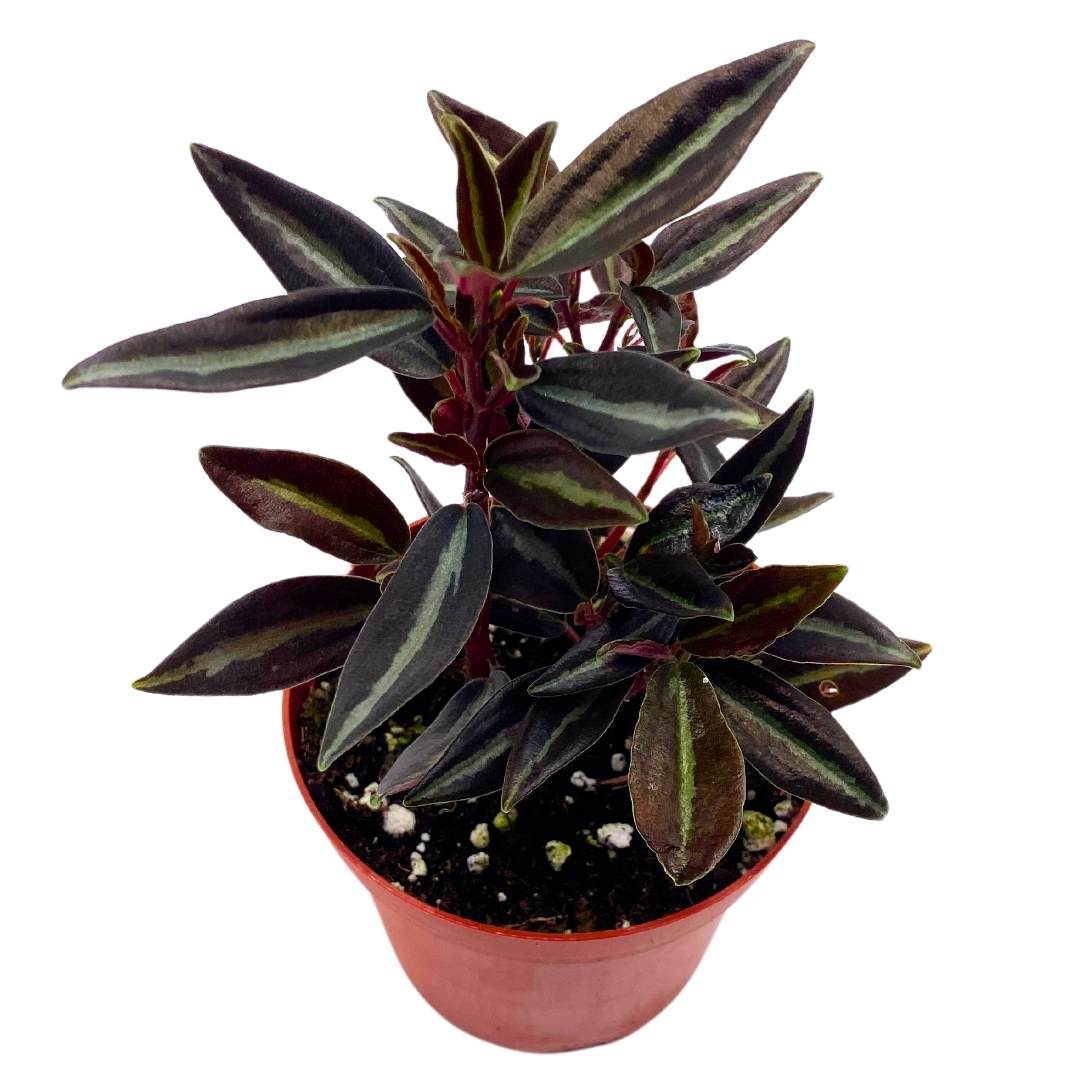 Rare New Release Variegated Peperomia Metallica ‘Harmony’s High Voltage’ Live House Plant cheapest 2” Pot ‘#40’