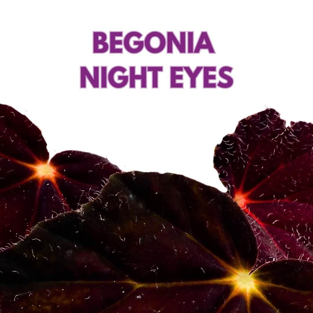 Begonia Night Eyes 4 inch Rhizomatous