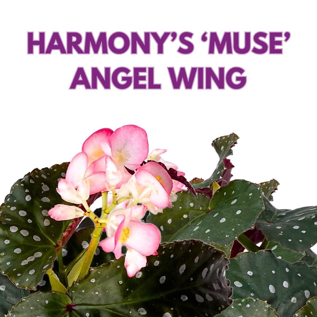 Angel Wing Cane Begonia Harmony's Muse 4 inch