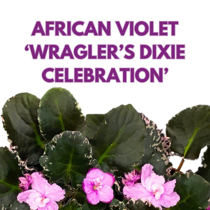 Wrangler's Dixie Celebration Variegated African Violet, 4 inch, Gesneriad Light Pink Flower Dark Pink Blushes