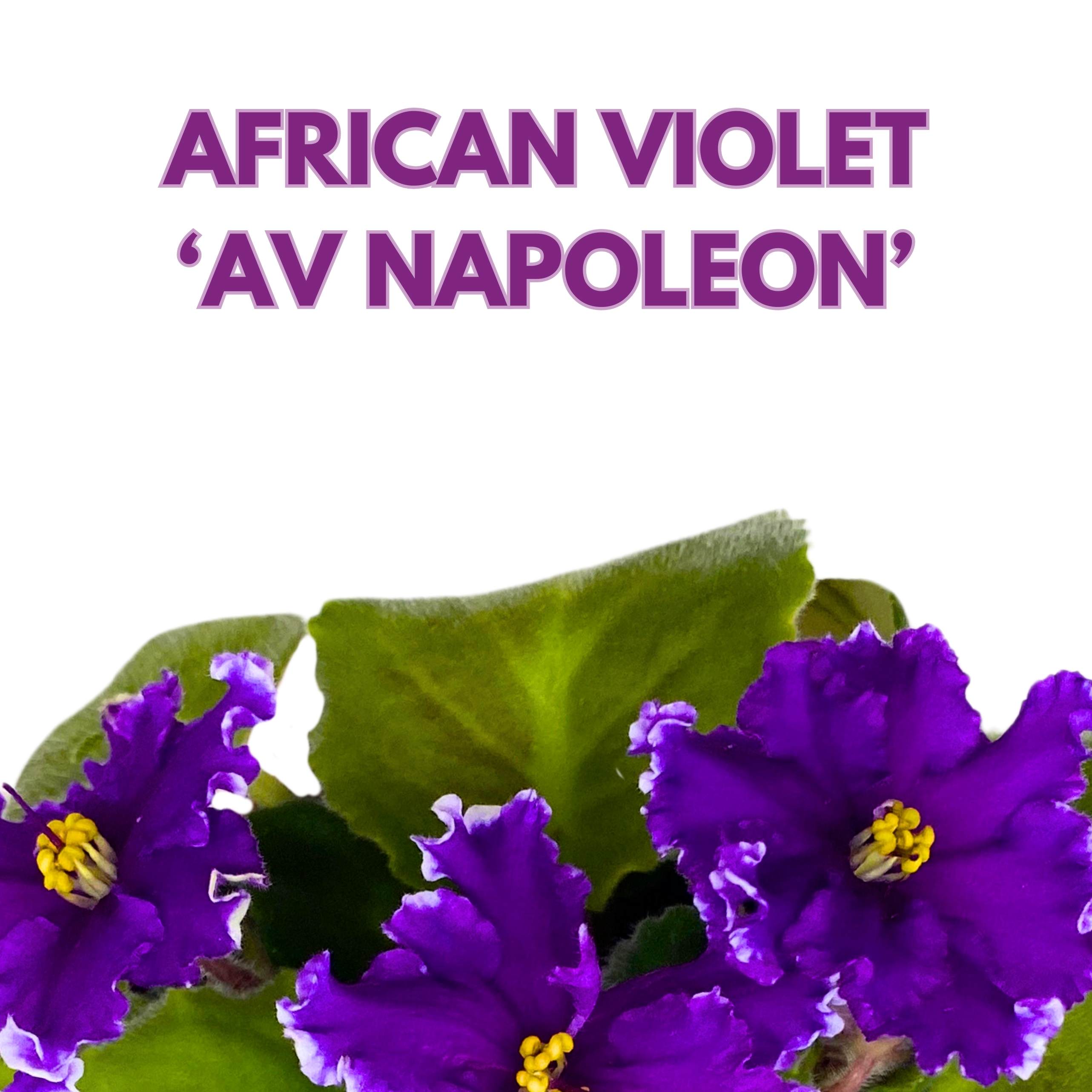AV Napoleon African Violet Saintpaulia 4 inch – Harmony Foliage