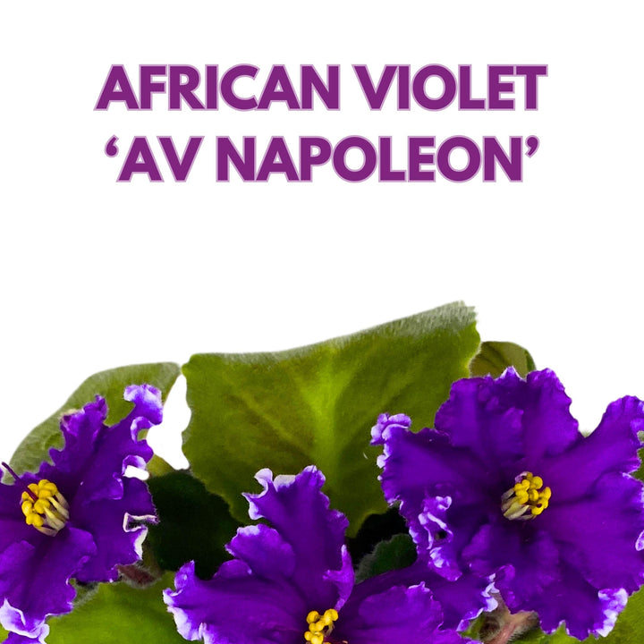 AV Napoleon African Violet Saintpaulia 4 inch