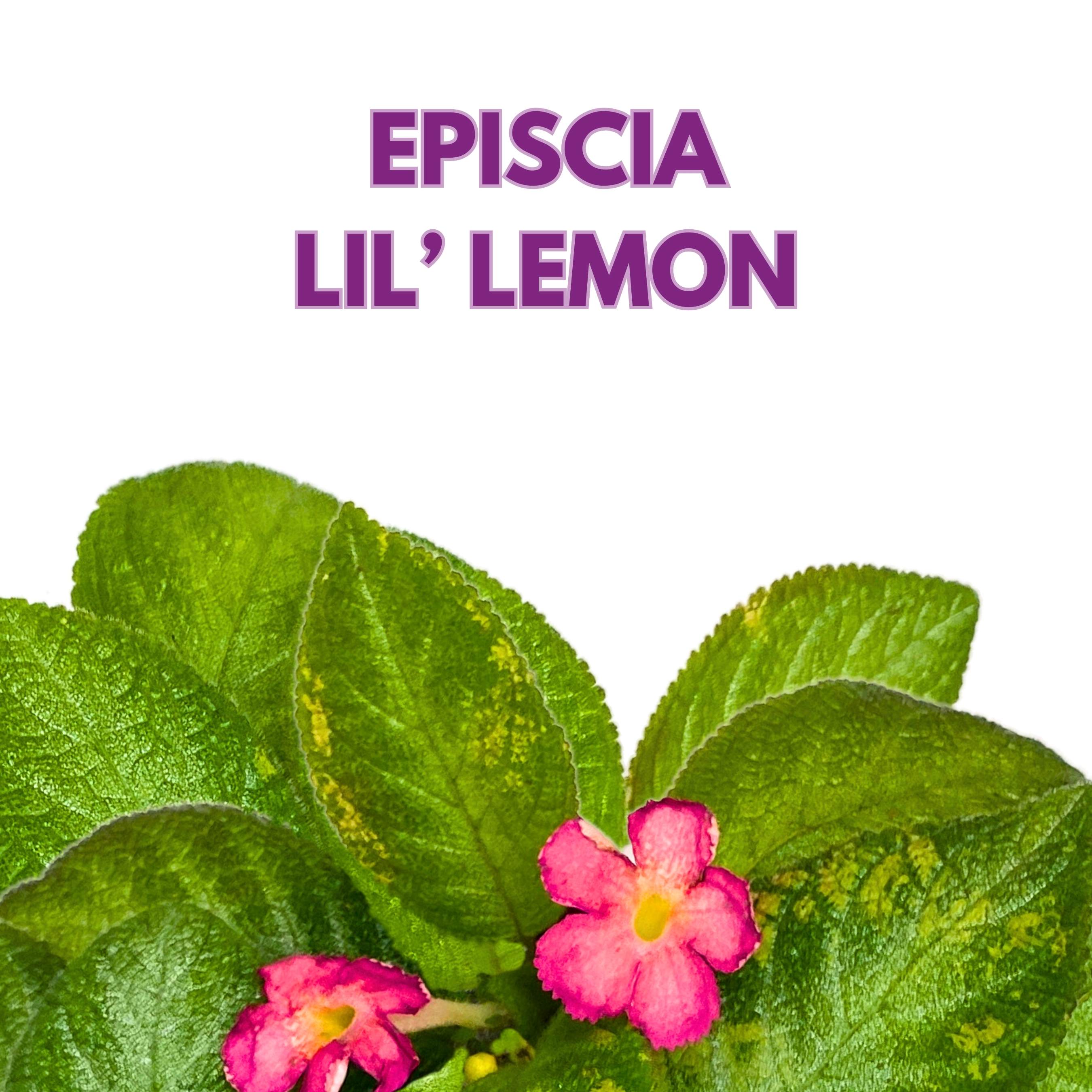 Harmony Foliage Episcia Lil Lemon - Thumbnail 2