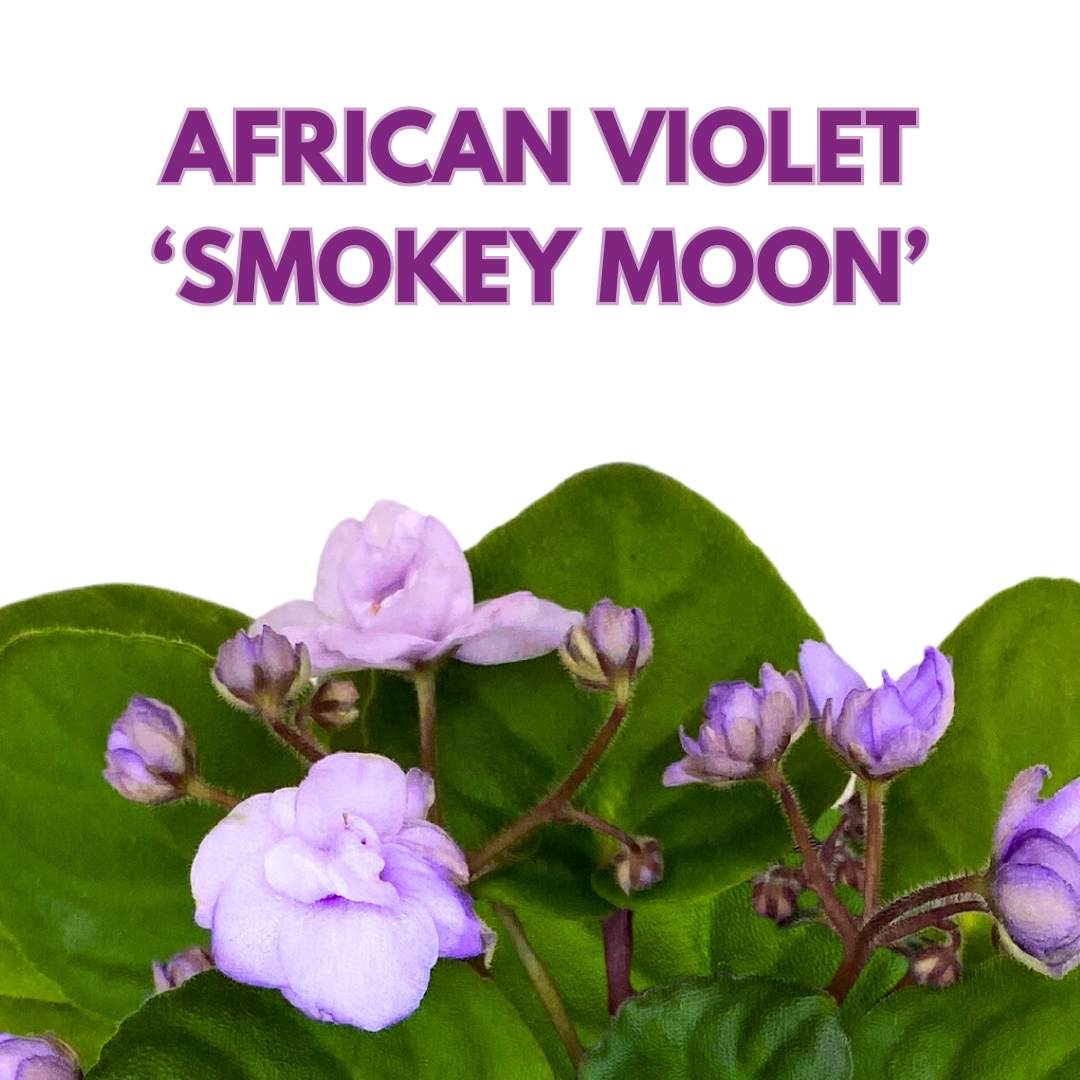 African Violet Smokey Moon 4 inch Gesneriad