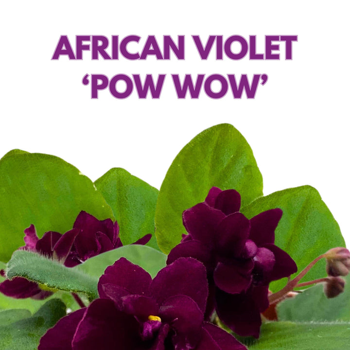 Pow Wow Variegated African Violet 4 inch