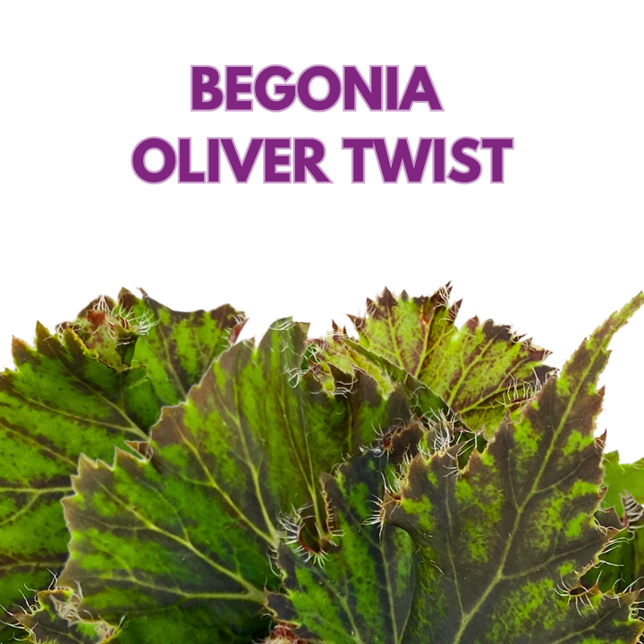 Oliver Twist Begonia Rhizomatous 4 inch Green Hairy Lettuce Leaves