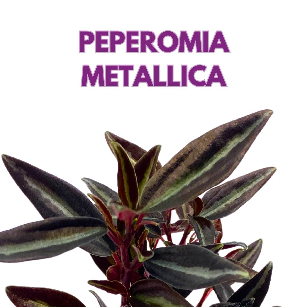 Peperomia Metallica in a 2 inch pot