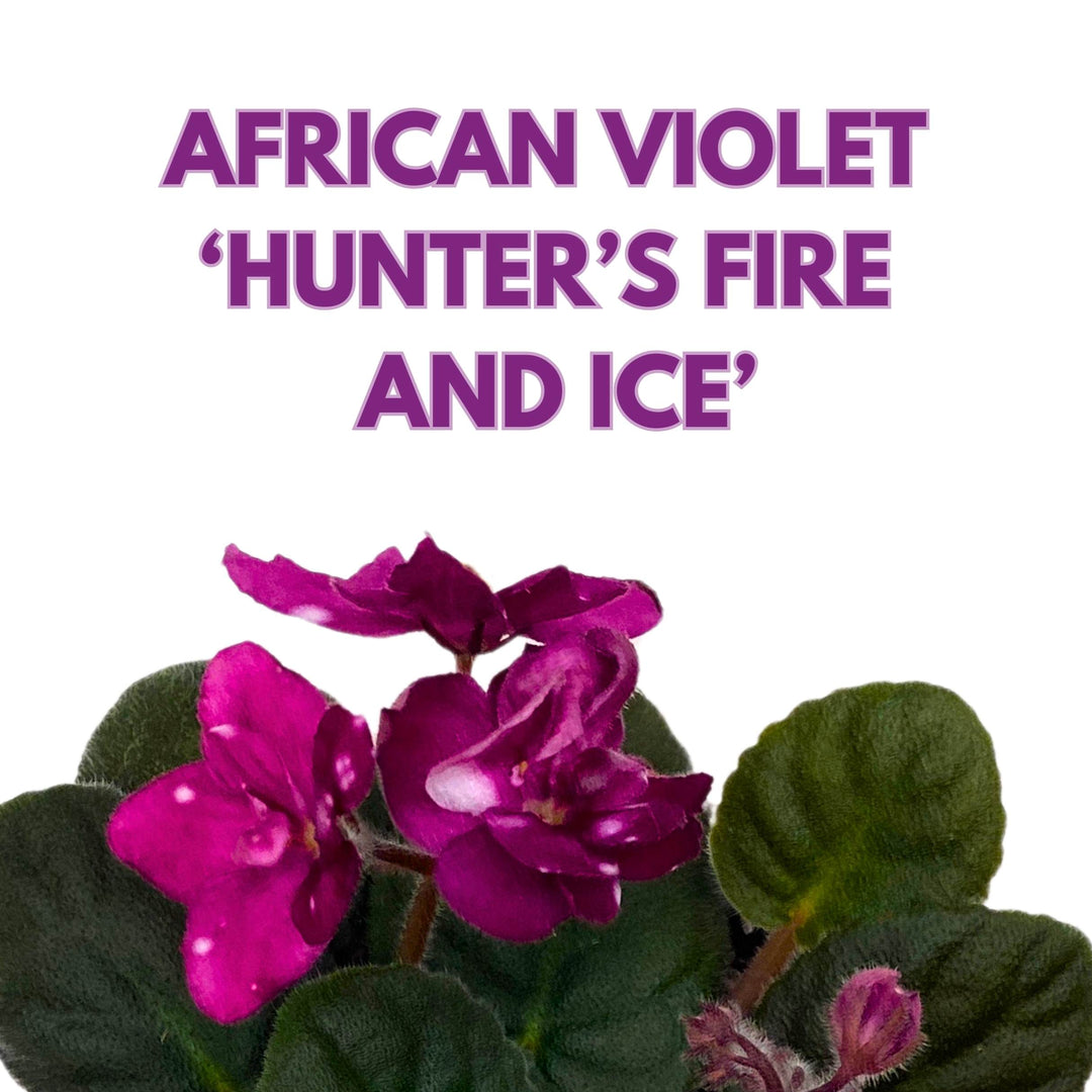 Hunter's Fire and Ice African Violet Saintpaulia 4 inch