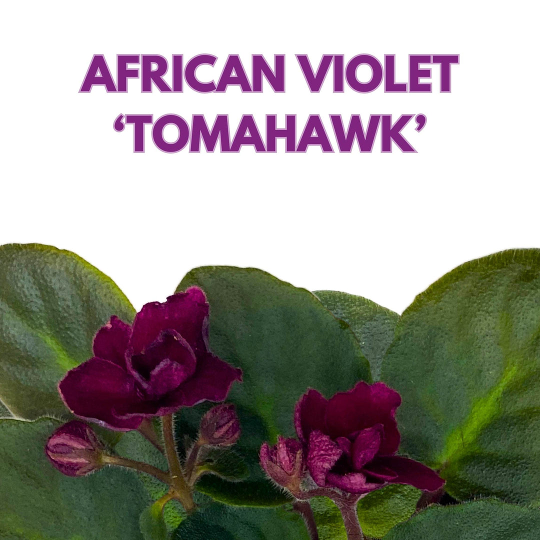 Tomahawk African Violet Saintpaulia 4 inch