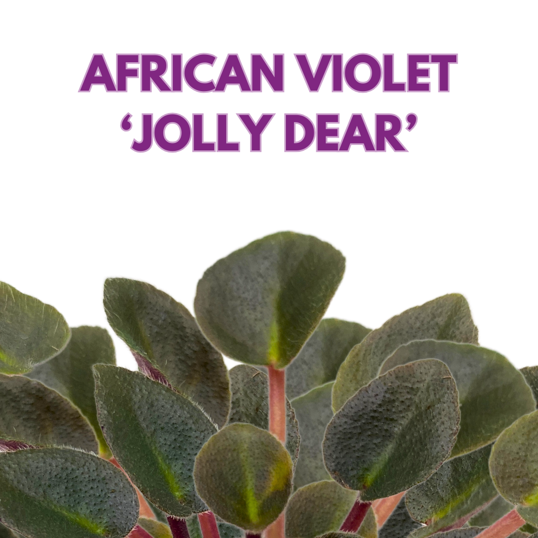 Mini African Violet Jolly Dear 2 inch Pink Flower
