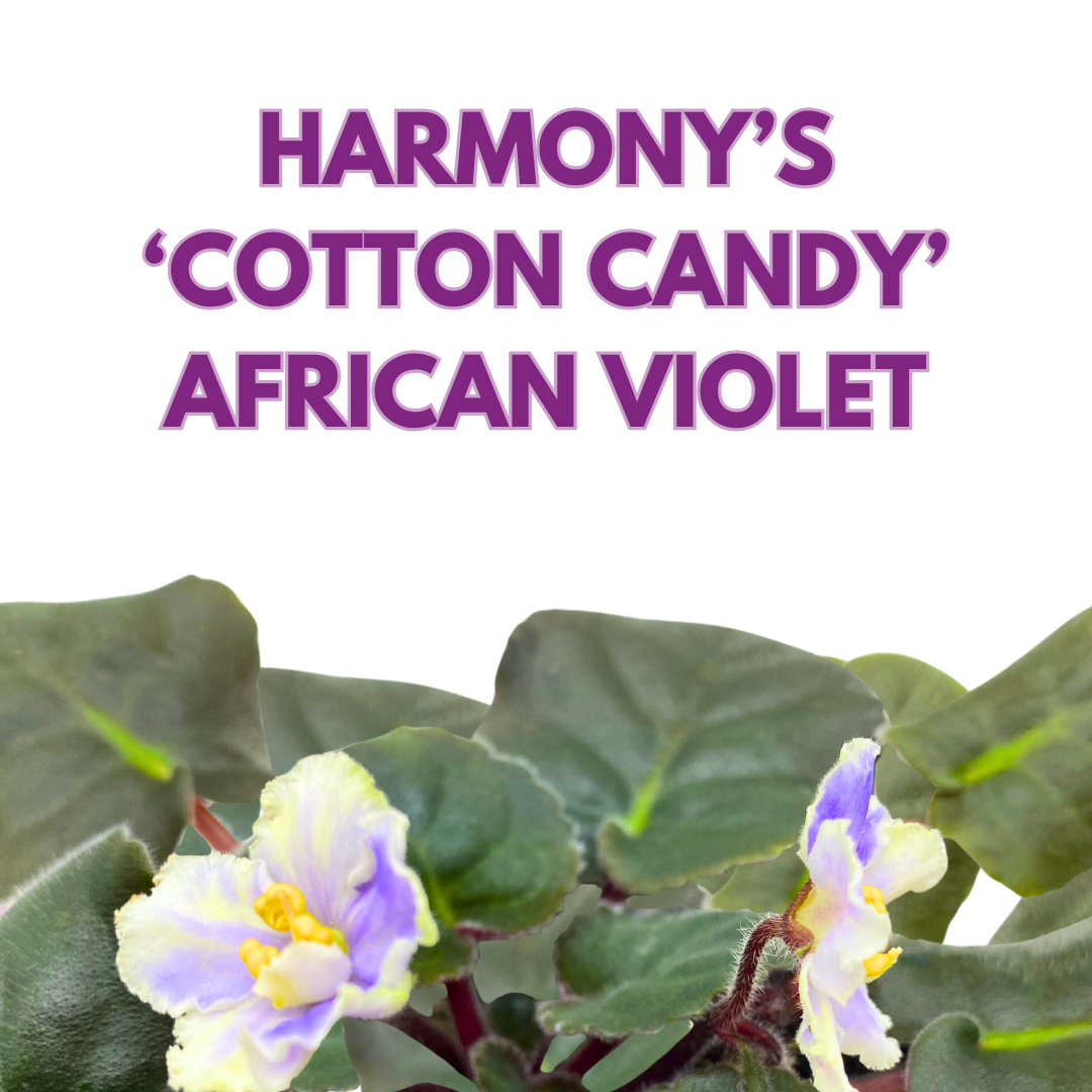 African Violet Harmony's Cotton Candy 4 inch White Purple Flower