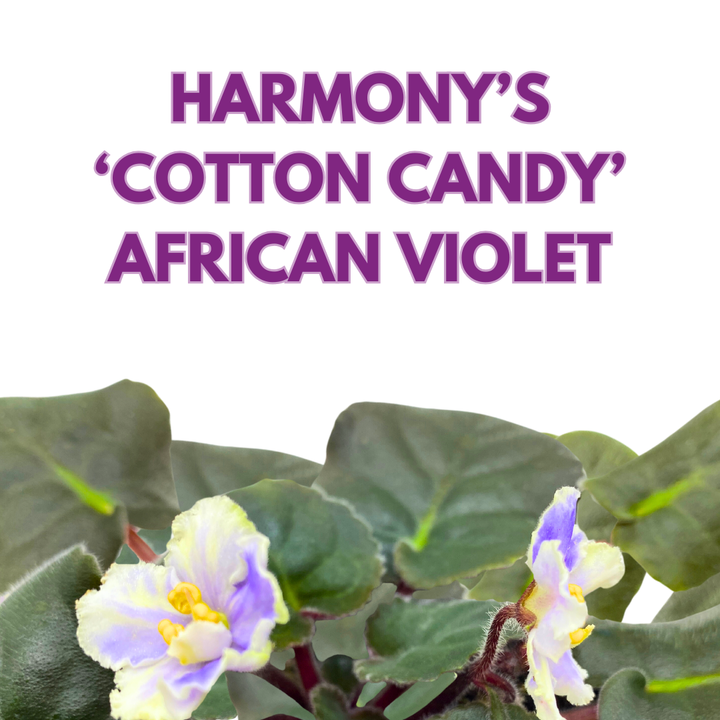 African Violet Harmony's Cotton Candy 4 inch White Purple Flower