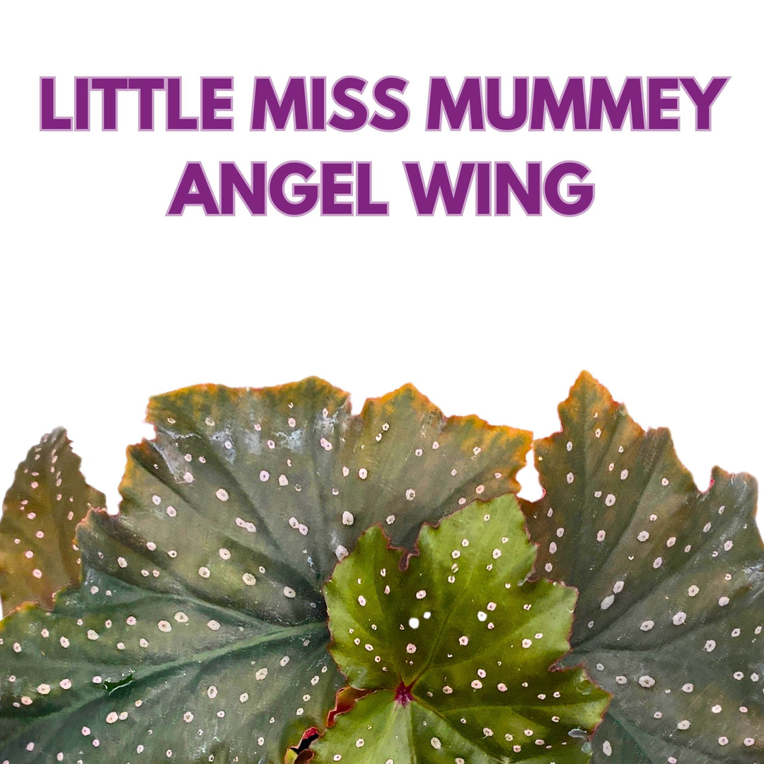 Little Miss Mummey Angel Wing Begonia 4 inch