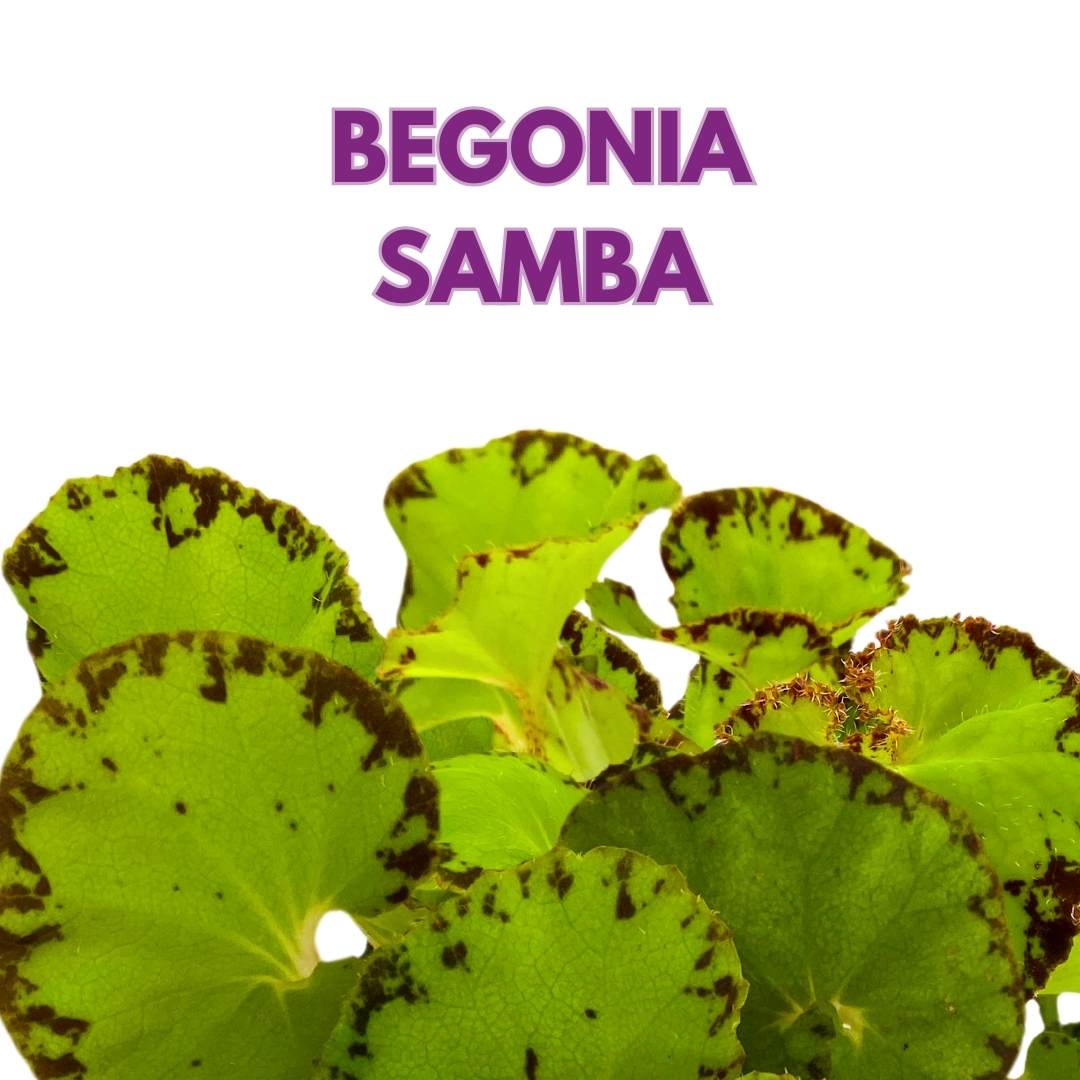 Begonia Jive Rhizomatous Rhizo in a 4 inch Lime Green