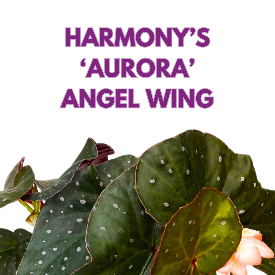 Harmony's Aurora Angel Wing Cane Begonia 4 inch