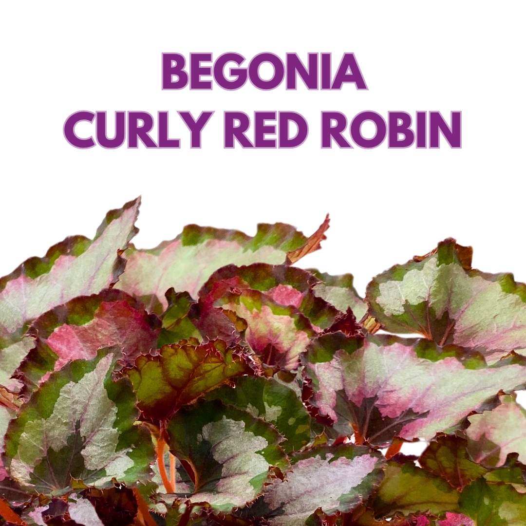 Begonia Curly Red Robin 6 inch Red Gray Curly