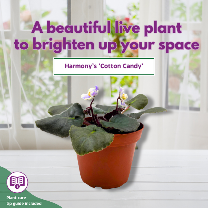 African Violet Harmony's Cotton Candy 4 inch White Purple Flower