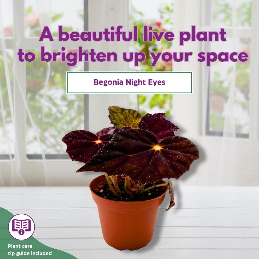 Begonia Night Eyes 4 inch Rhizomatous