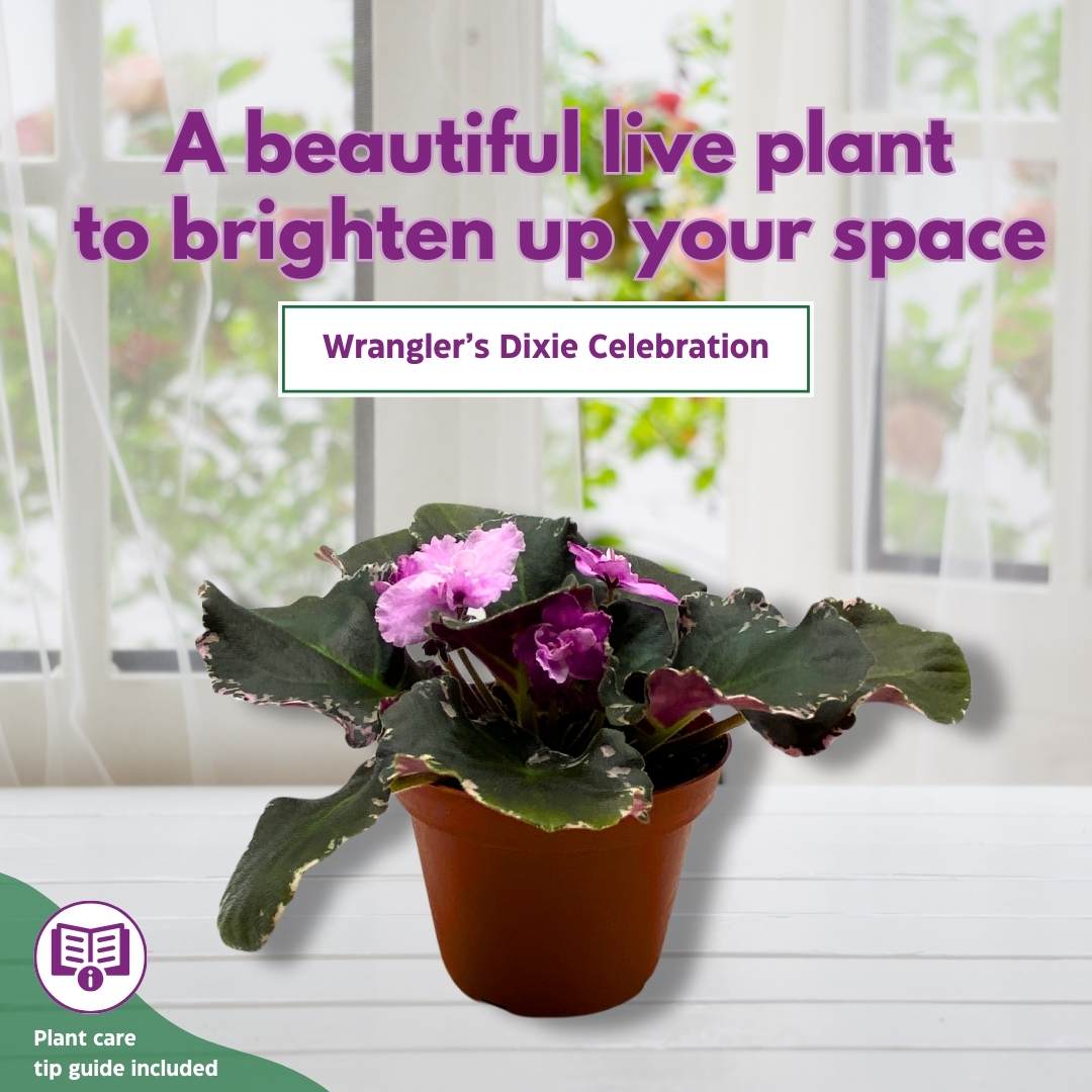 Wrangler's Dixie Celebration Variegated African Violet, 4 inch, Gesneriad Light Pink Flower Dark Pink Blushes