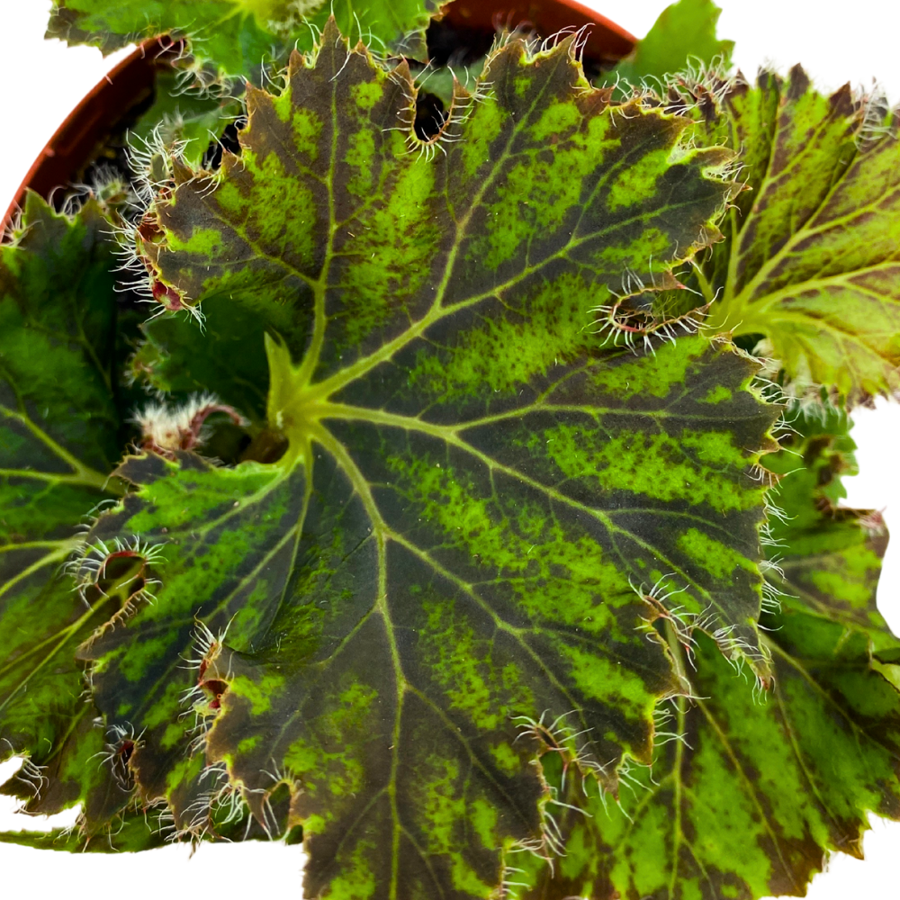 Oliver Twist Begonia Rhizomatous 4 inch Green Hairy Lettuce Leaves