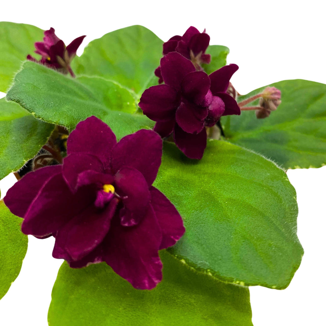 Pow Wow Variegated African Violet 4 inch