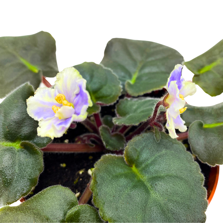 African Violet Harmony's Cotton Candy 4 inch White Purple Flower