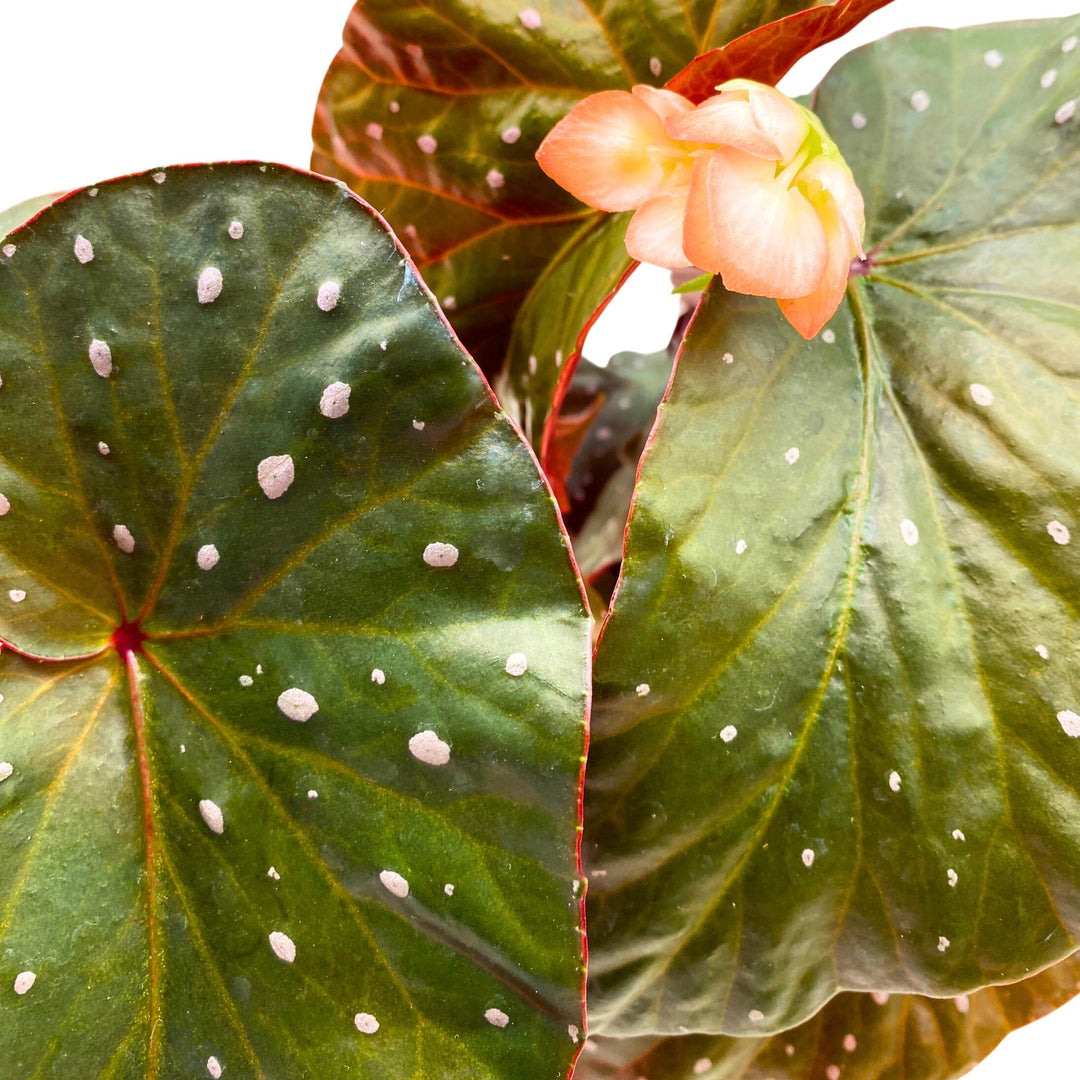 Harmony's Aurora Angel Wing Cane Begonia 4 inch