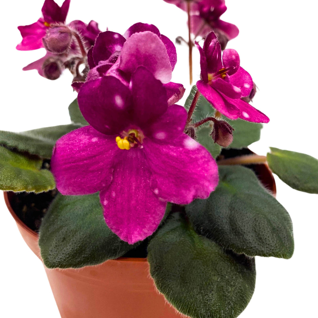 Hunter's Fire and Ice African Violet Saintpaulia 4 inch