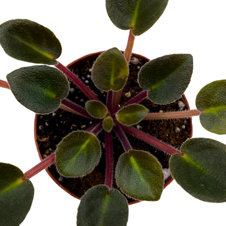 Mini African Violet Jolly Dear 2 inch Pink Flower