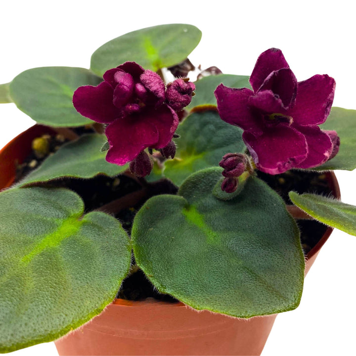 Tomahawk African Violet Saintpaulia 4 inch