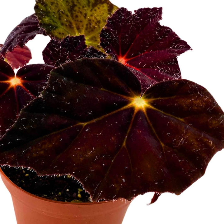 Begonia Night Eyes 4 inch Rhizomatous