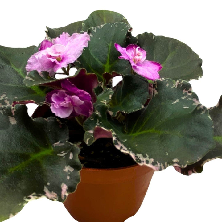 Wrangler's Dixie Celebration Variegated African Violet, 4 inch, Gesneriad Light Pink Flower Dark Pink Blushes