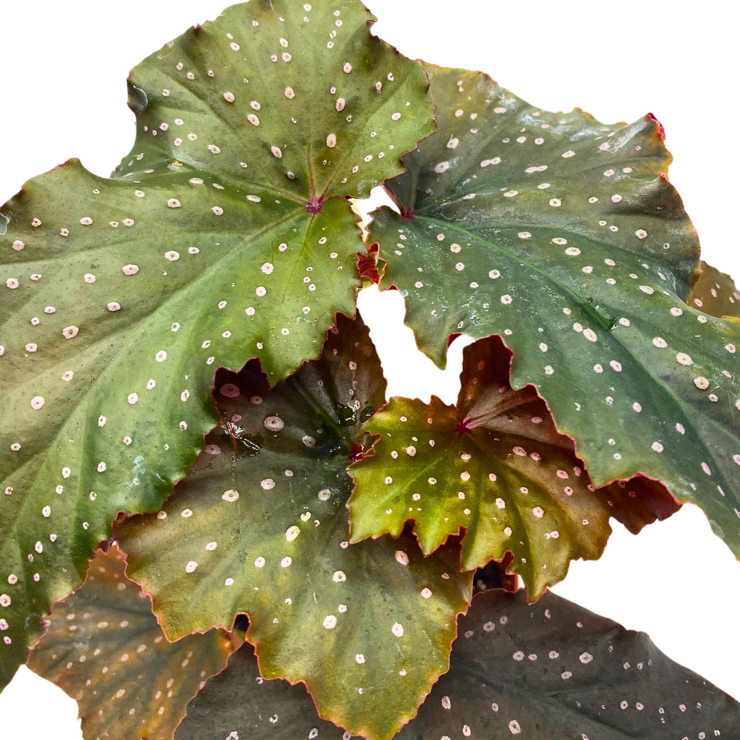 Little Miss Mummey Angel Wing Begonia 4 inch