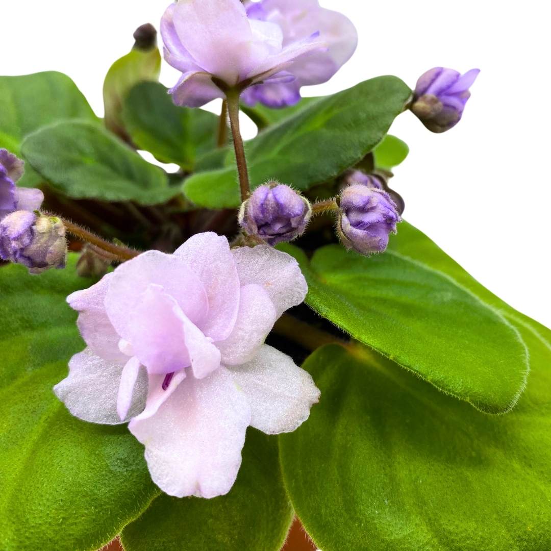 African Violet Smokey Moon 4 inch Gesneriad