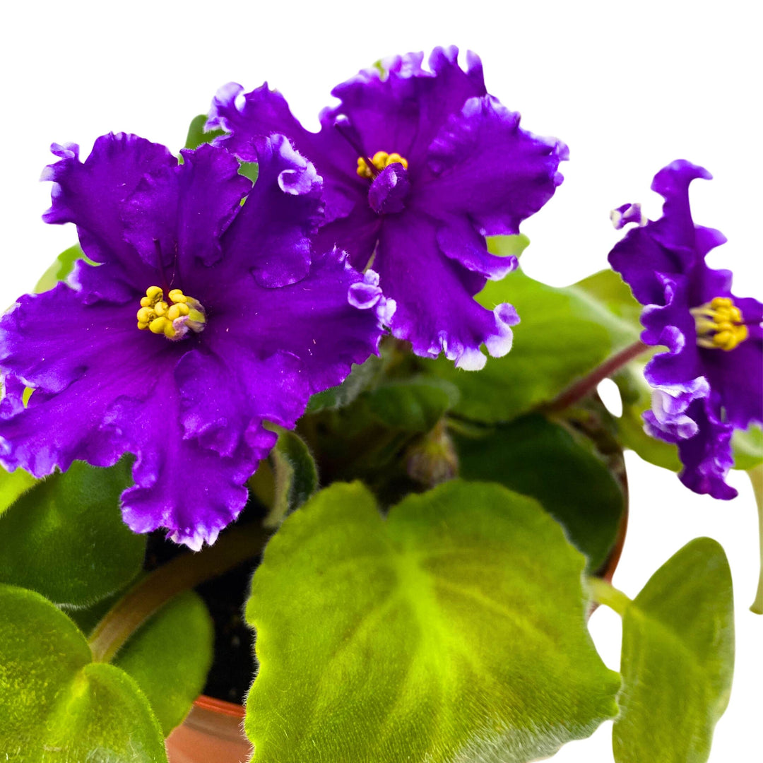 AV Napoleon African Violet Saintpaulia 4 inch