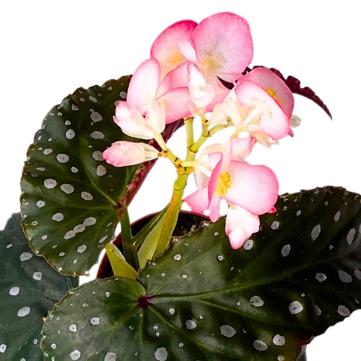 Angel Wing Cane Begonia Harmony's Muse 4 inch