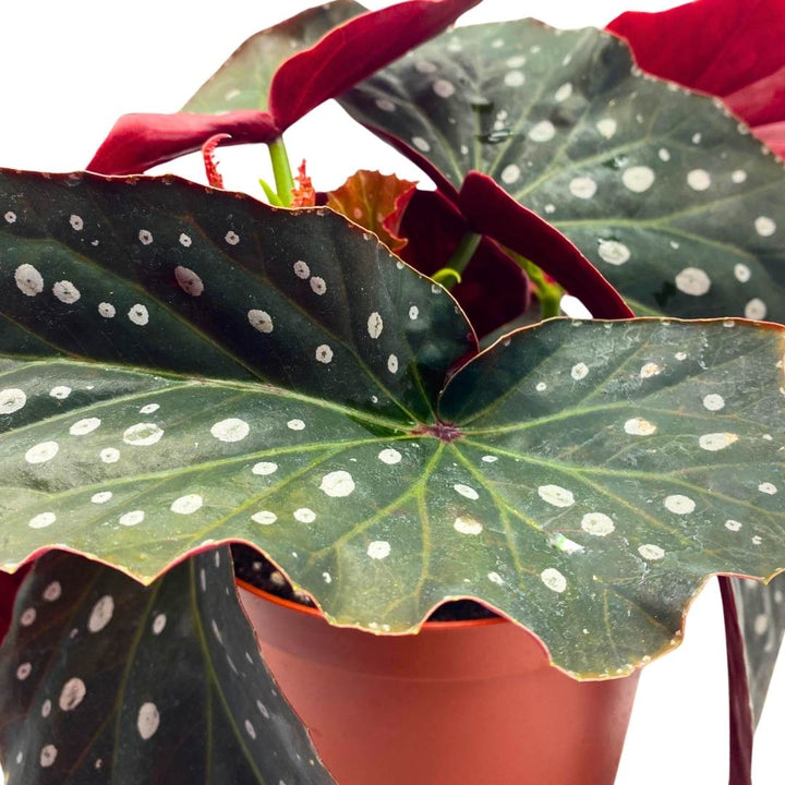 Harmony's Tsunami Angel Wing Cane Begonia 6 inch Large Long leaf polka dot border