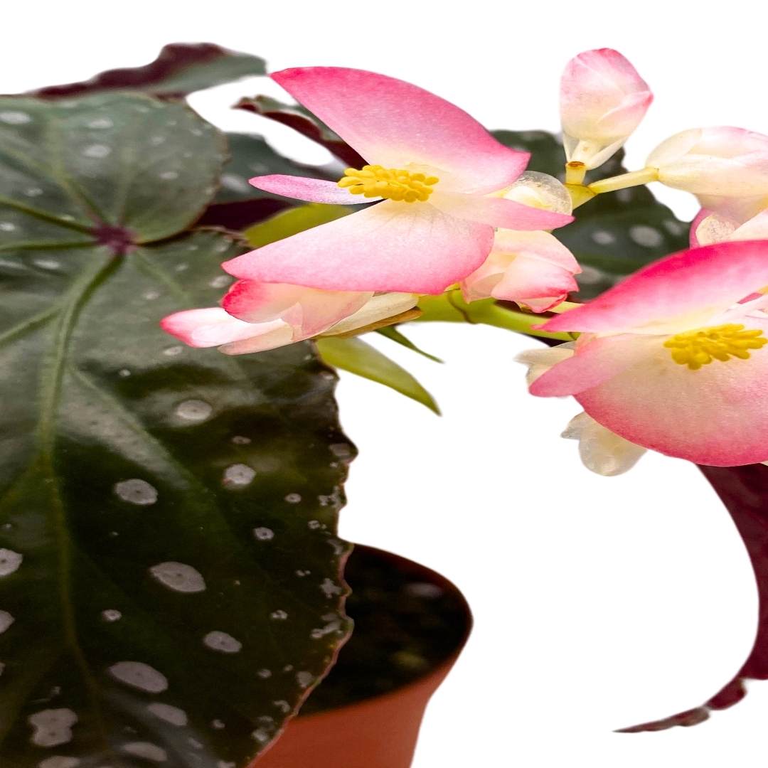 Angel Wing Cane Begonia Harmony's Muse 4 inch