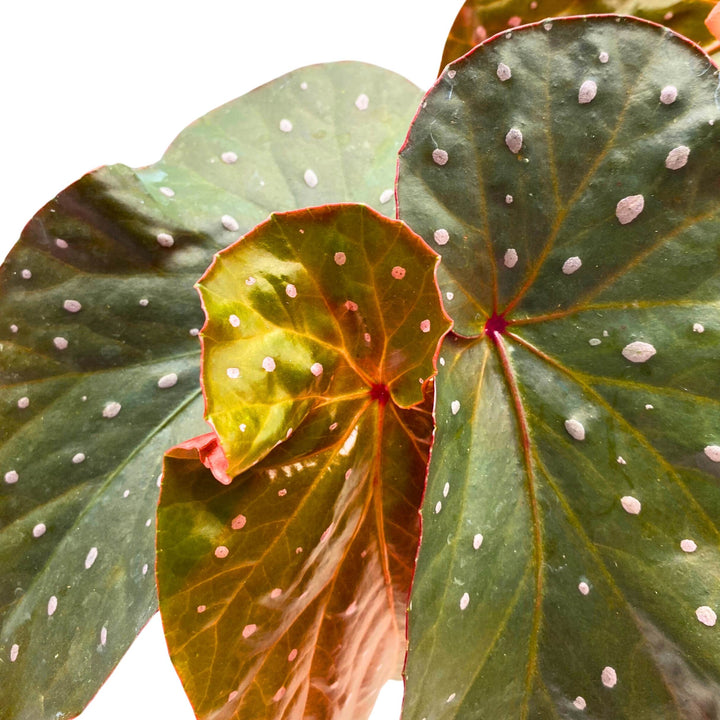 Harmony's Aurora Angel Wing Cane Begonia 4 inch