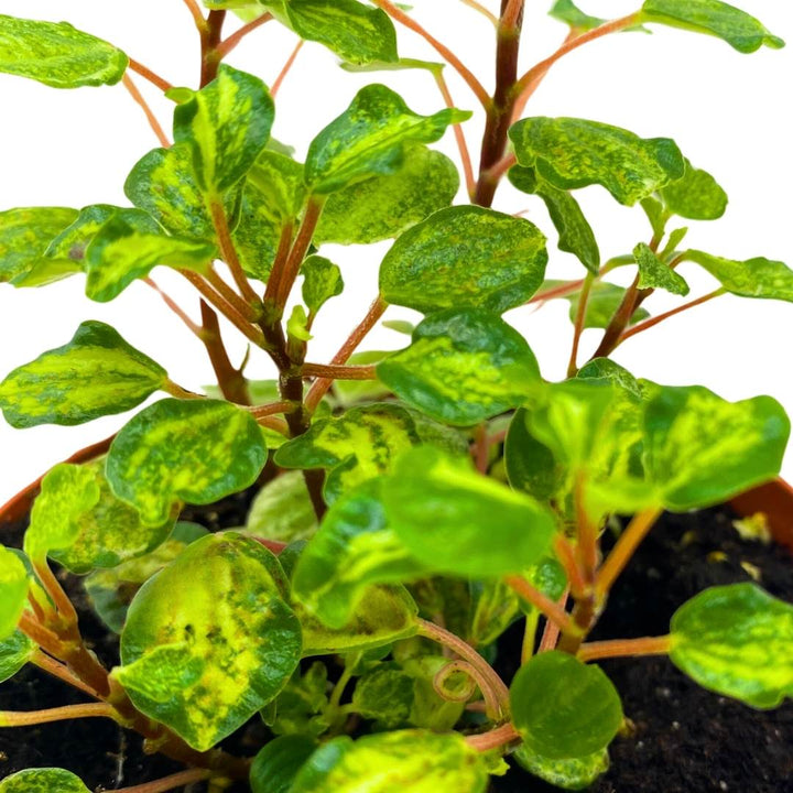 Peperomia Meridana Variegated in a 4 inch Pot