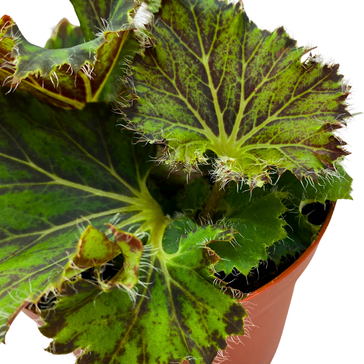 Oliver Twist Begonia Rhizomatous 4 inch Green Hairy Lettuce Leaves
