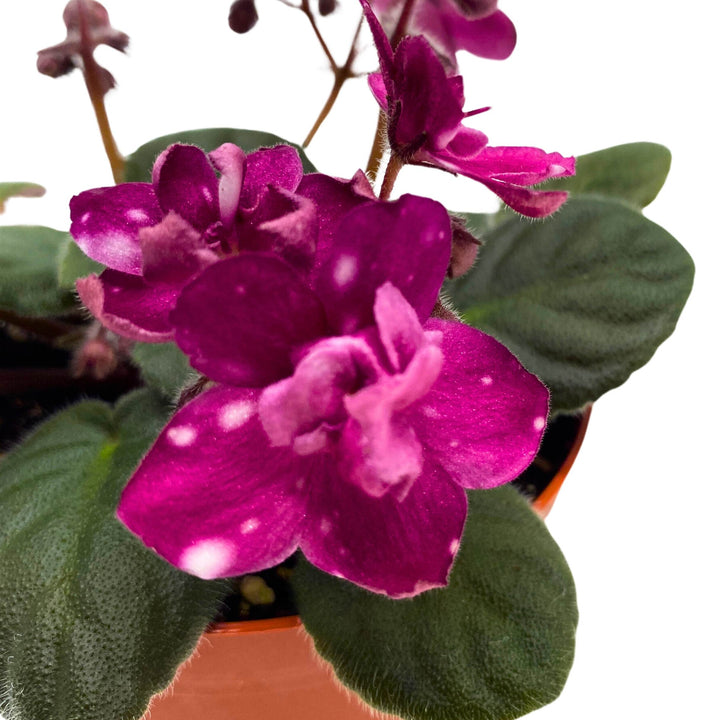 Hunter's Fire and Ice African Violet Saintpaulia 4 inch