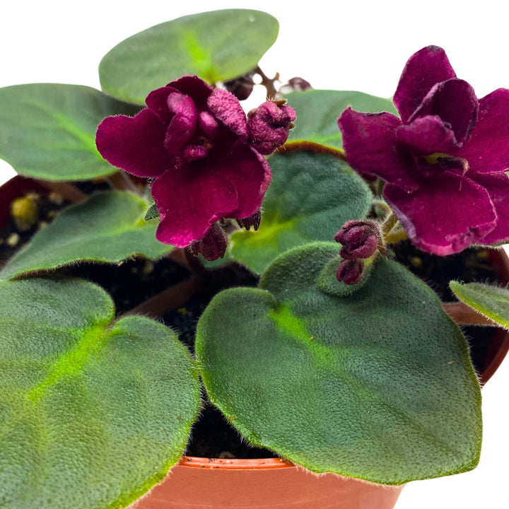 Tomahawk African Violet Saintpaulia 4 inch