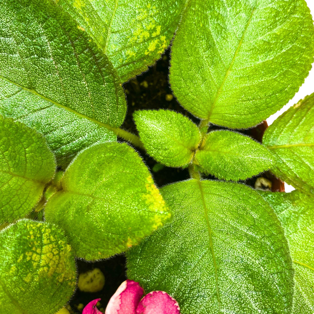 Episcia Lil Lemon Green Flame Violet 6 inch