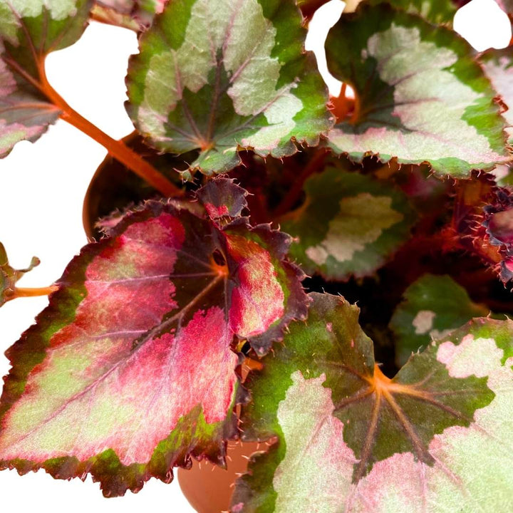 Begonia Curly Red Robin 6 inch Red Gray Curly