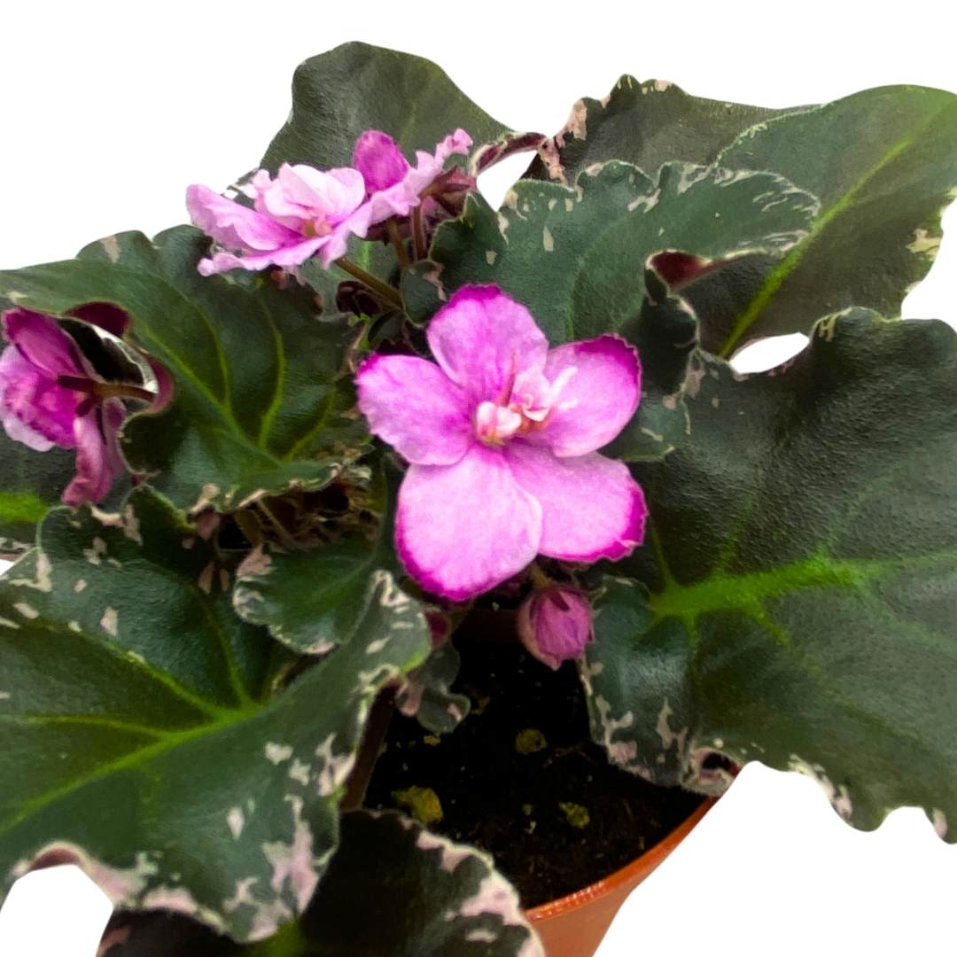 Wrangler's Dixie Celebration Variegated African Violet, 4 inch, Gesneriad Light Pink Flower Dark Pink Blushes