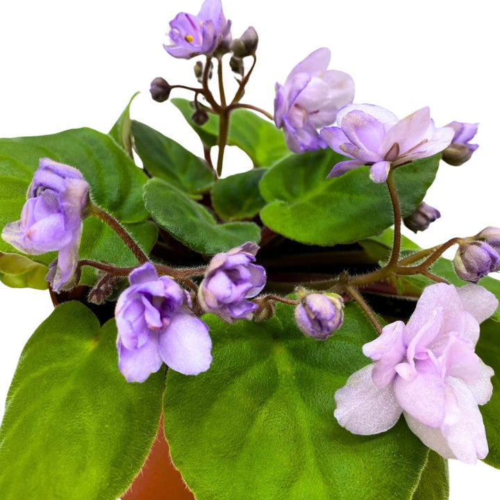 African Violet Smokey Moon 4 inch Gesneriad