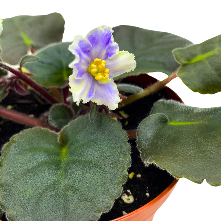 African Violet Harmony's Cotton Candy 4 inch White Purple Flower