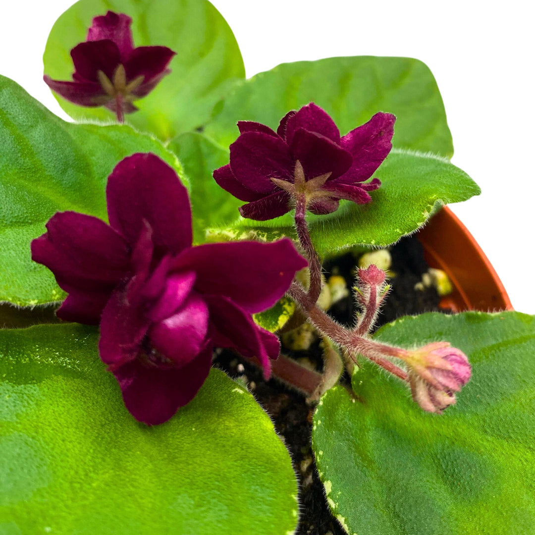 Pow Wow Variegated African Violet 4 inch