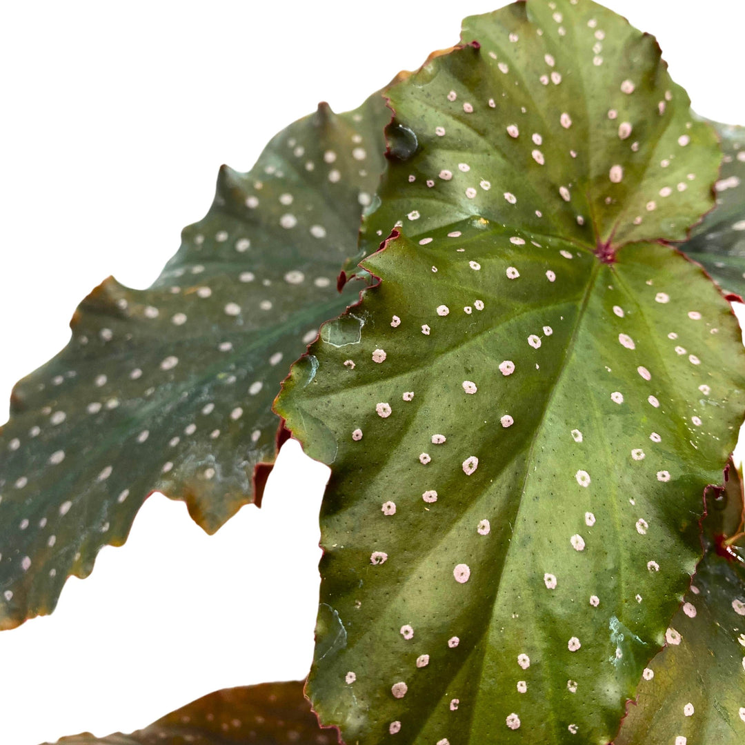 Little Miss Mummey Angel Wing Begonia 4 inch